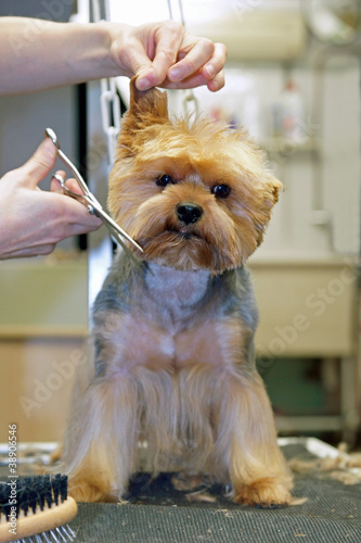 Photo: chien - yorkshire - coupe aux ciseaux # 28 chien - yorkshire - coupe aux ciseaux # 28