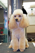 chien - caniche abricot - toilettage terminé  # 28