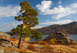 Pine on the shores of Jasybay lake