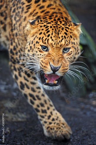 Photo: Leopard Leopard