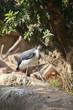 Marabu african in biopark Valencia