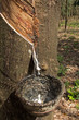 Rubber tree