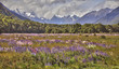Champ de lupins - Ile du Sud, Nouvelle Zélande