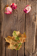 Dry roses and maple leaf on old wooden background Dry roses and maple leaf on old wooden background