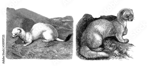 Illustration: Zibeline - Hermine Zibeline - Hermine