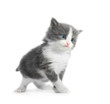 kitten isolated