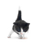 kitten isolated