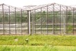 Glass houses with a ditch in front
