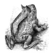 Horned Frog