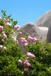 Côte de granit rose