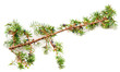 Juniper twig and berries