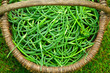 Basket with spring onions on green grass