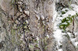 Background of park of tree wity fungus in winter