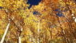Fall Colors, Vibrant Aspen Trees