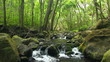 Beautiful Stream in Woods