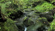 Beautiful Lush Stream in Hawaii