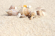 Starfish on the Beach