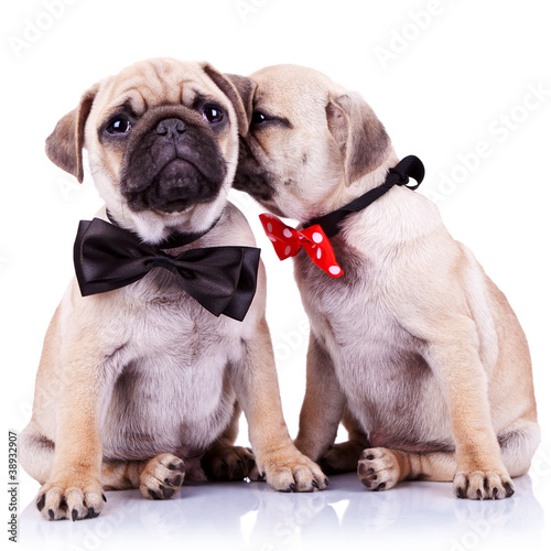 Photo: adorable pug puppy dogs couple adorable pug puppy dogs couple