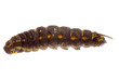 cocoon caterpillar cocoon caterpillar