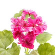 Geranium Flower
