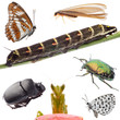 insects set collection insects set collection