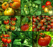 organic tomatoes set organic tomatoes set