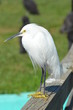 Snowy Egret 1