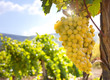 Vineyards on the background of the mountains on a sunny day