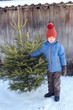 Ich such mir einen Christbaum aus