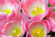 Bunch of tulips Bunch of tulips