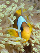 Anemonenfisch