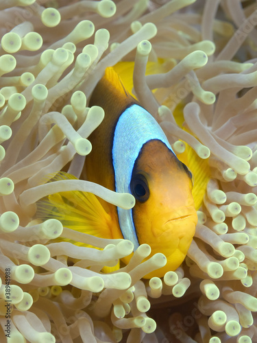 Foto: Anemonenfisch Anemonenfisch