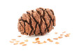 Photo: sequoia cone isolated on white background sequoia cone isolated on white background