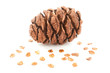 Photo: sequoia cone isolated on white background sequoia cone isolated on white background