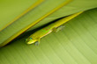 gecko (Big Island / Hawaii)