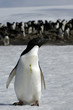 Adelie Penguin