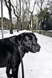 Black Labrador in the snow