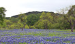 Bluebonnets with Trees and Hills