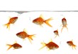 Goldfish Blowing Bubbles