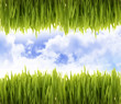 green environment