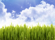 gras and blue sky