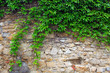 A green ivy on a stone wall, a beautiful background