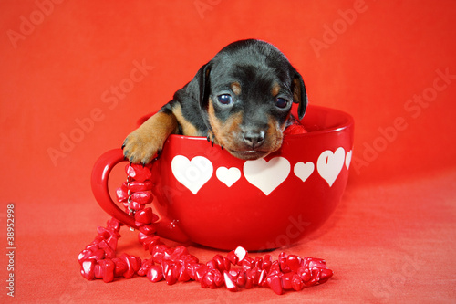 Photo: Miniature Pinscher Puppy Miniature Pinscher Puppy
