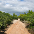 forest path