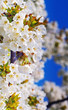 Cherry tree in blossom Cherry tree in blossom