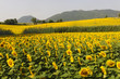 Marches, landscape at summer Marches, landscape at summer