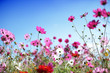 Spring flower