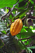 cacao pod on tree cacao pod on tree