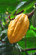 cacao pod on tree cacao pod on tree