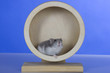 Foto: Hamster, Cricetinae, Dsungarische Zwerghamster Hamster, Cricetinae, Dsungarische Zwerghamster
